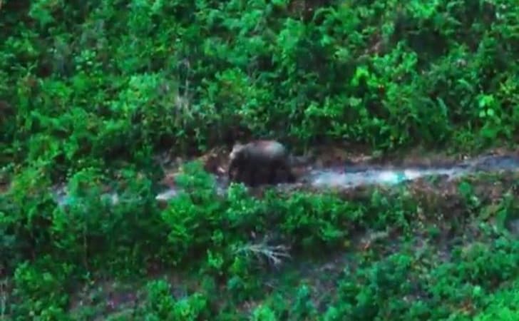 Gajah-di-kebun-warga-kampar.jpg