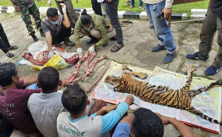 Harimau-Sumatera-Dibunuh-dan-Dikuliti-Polisi-Tangkap-6-Pelaku.jpg