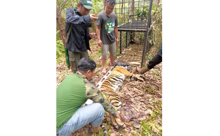 Harimau-sumatera-saat-dievakuasi.jpg