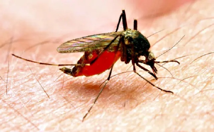 Ilustrasi-malaria1.jpg