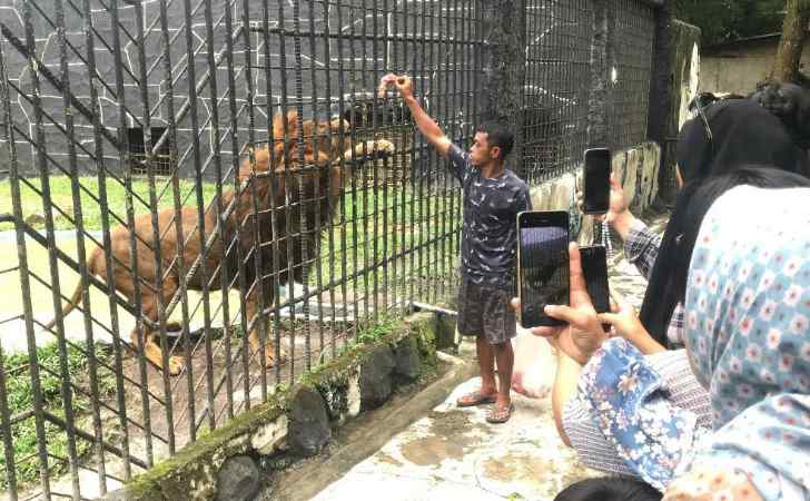 Jadi-Primadona-Anak-Anak-Antusias-Melihat-Singa-Saat-Diberi-Makan-di-Kasang-Kulim-Zoo.jpg