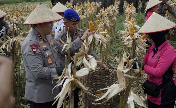 Panen-Raya-1566-Ton-Pertama-Kali-Polda-Riau-Kirim-Jagung-Pipil-Ke-Sumbar.jpg