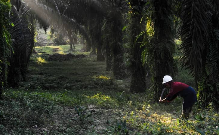 Petani-Sawit-dok-fortasbi.jpg