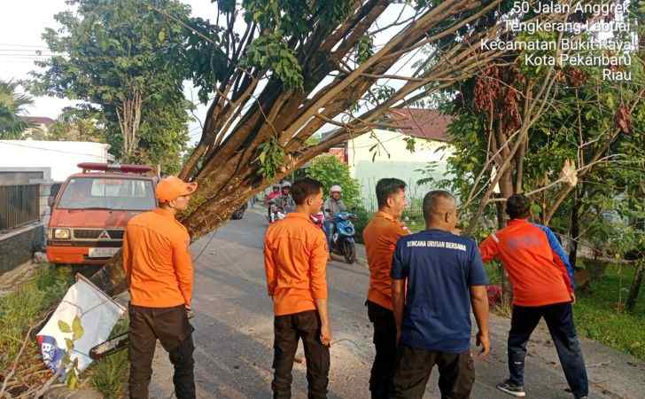 Sejumlah-Pohon-Besar-Tumbang-Pasca-Hujan-Deras-dan-Angin-Kencang-di-Pekanbaru.jpg