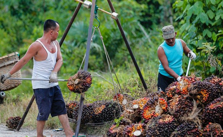 Pengepul Resah Kerap Diberitakan Miring, Eddy: Kita Beli TBS dari 