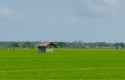 Cetak-sawah-di-Kecamatan-Bungaraya.jpg