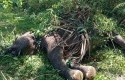 Gajah-Sumatera-ditemukan-mati-tersengat-listrik-di-Aceh-Tengah.jpg